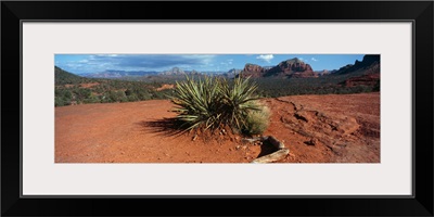 Yucca plant growing in a rocky field, Sedona, Coconino County, Arizona