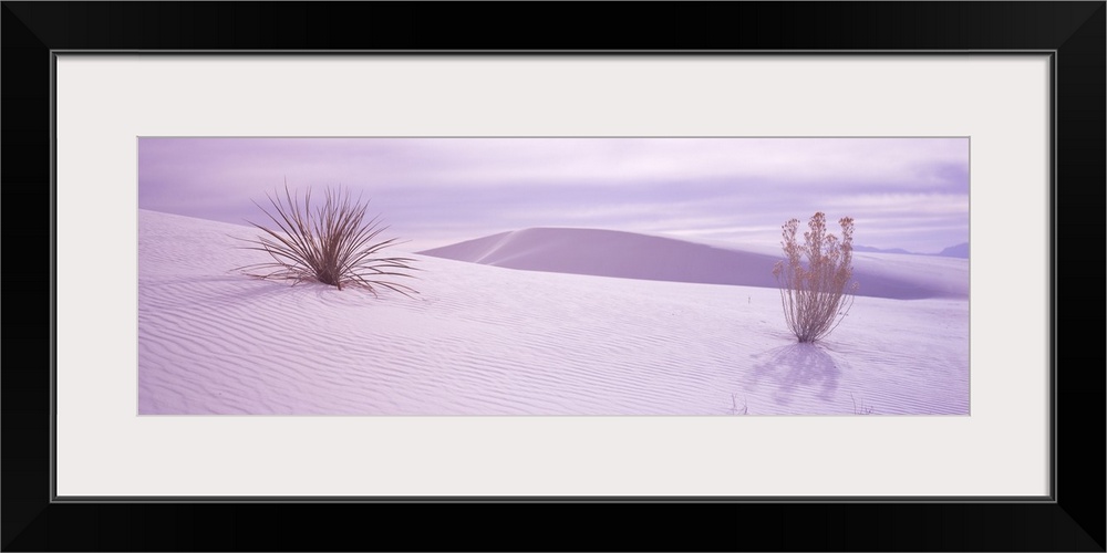 Yucca plants in a desert, White Sands National Monument, New Mexico,