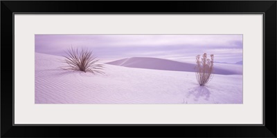 Yucca plants in a desert, White Sands National Monument, New Mexico,