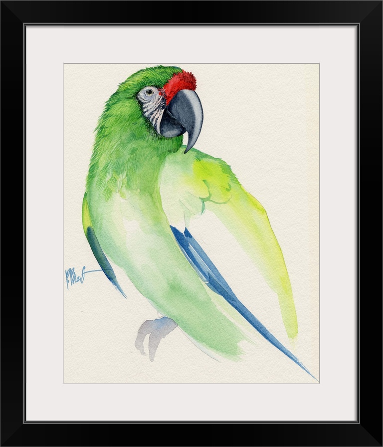 Watercolor painting of a Buffon's macaw parrot.