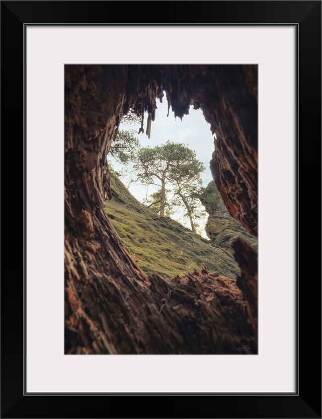 A View Through A Tree