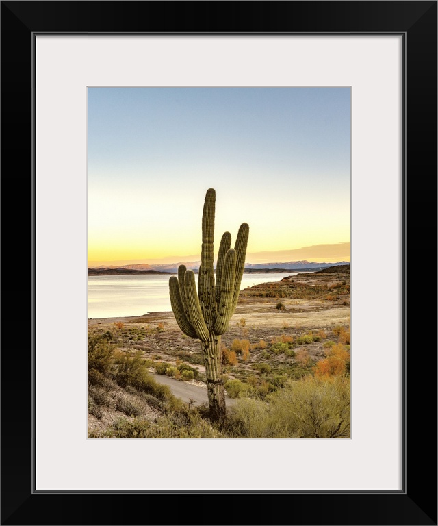 Desert Cactus Sunset