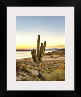 Desert Cactus Sunset