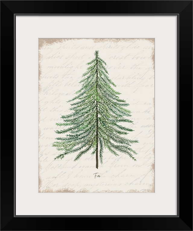 Fir Botanical