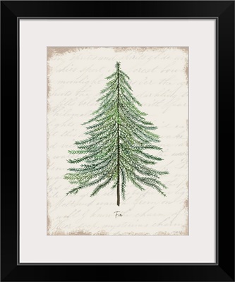 Fir Botanical