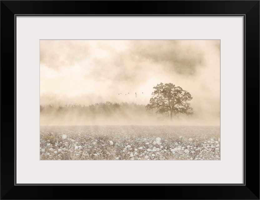 Foggy Wildflower Field