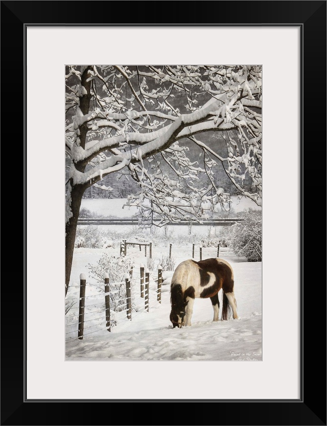 Horse grazing beside a fence in a snow covered field.