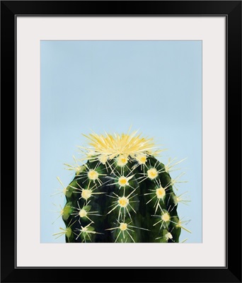 Colorful Cactus IV
