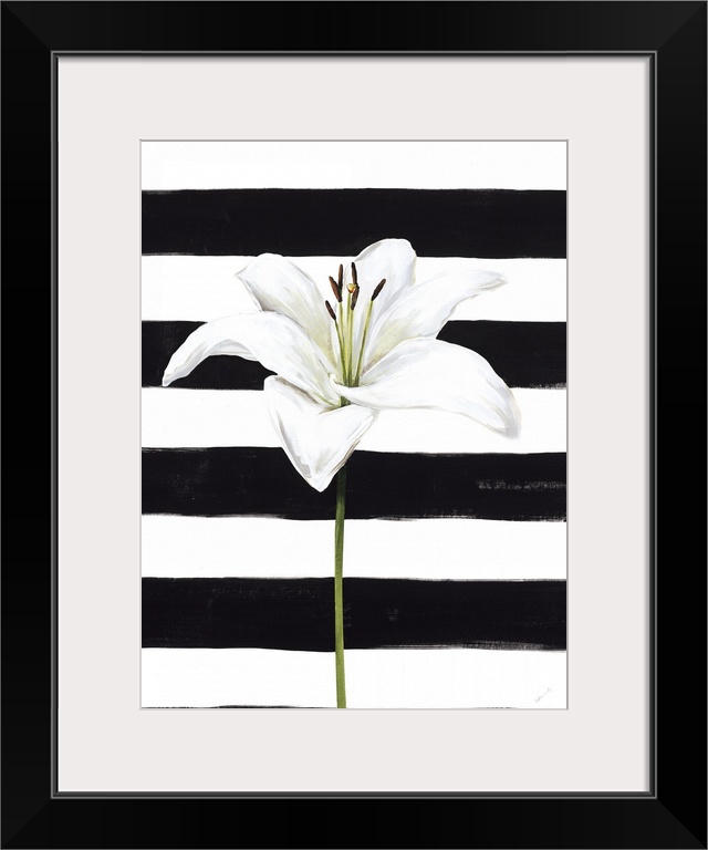 A single white lily over a black and white striped background.