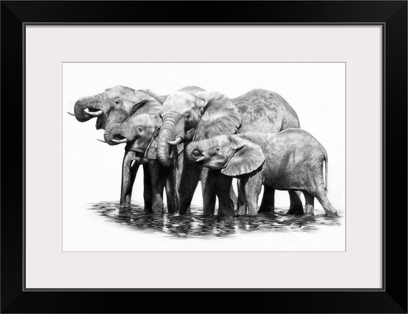 A pencil drawing of a group of elephants taking a drink.