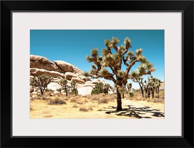 American West - Joshua Tree National Park