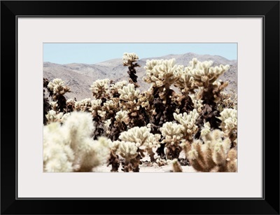 American West - Jumping Cholla Cactus