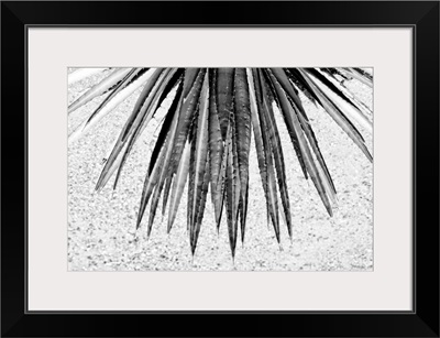 Black And White Arizona Collection - Aloe Vera