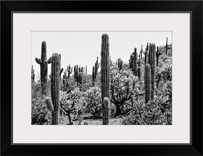 Black And White Arizona Collection - Amazing Cactus