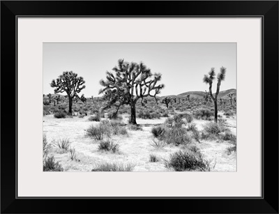Black And White Arizona Collection - Beautiful Joshua Trees
