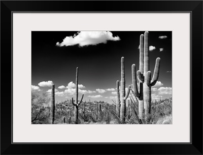 Black And White Arizona Collection - Saguaro Cactus Desert