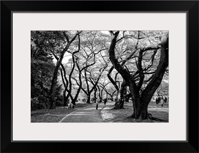 Black And White Japan Collection - Majestic Trees