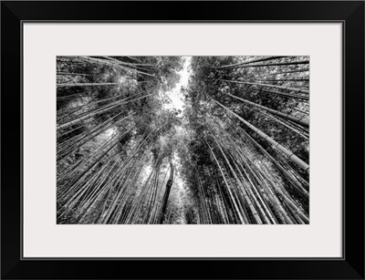 Black And White Japan Collection - Sagano Bamboo Forest