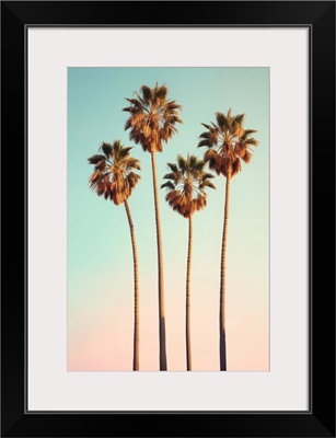 California Dreaming - Hollywood Palm Trees