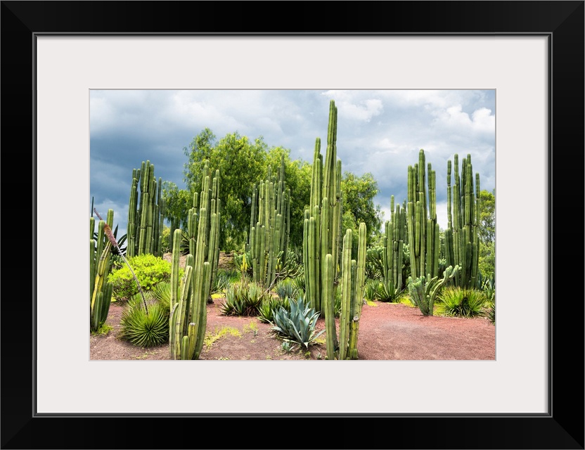 Landscape photograph of several Cardon Cacti. From the Viva Mexico Collection.