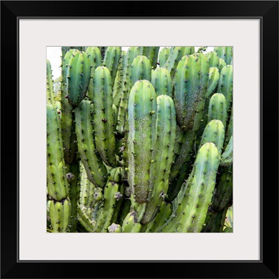 Cardon Cactus VIII