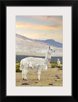 Colors Of Peru - The White Llama I
