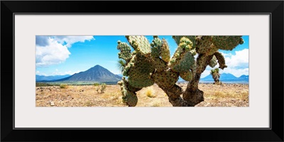 Desert Cactus II