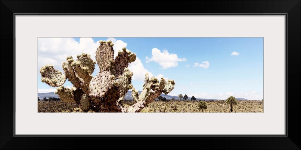 Panoramic landscape photograph of a desert with mountains in the background and a big cactus in the foreground. From the V...