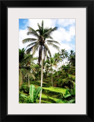 Dreamy Bali - Beautiful Ubud Rice Terraces