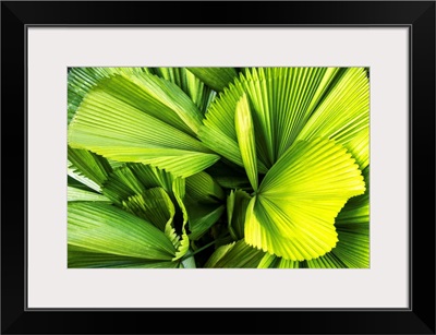 Dreamy Bali - Palm Leaves