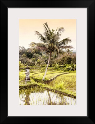 Dreamy Bali - Rice Fields