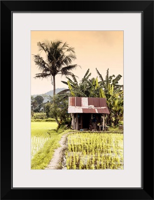 Dreamy Bali - Rice Fields At Sunrise