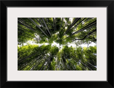Japan Rising Sun Collection - Arashiyama Bamboo Forest
