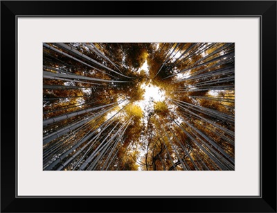 Japan Rising Sun Collection - Arashiyama Bamboo Forest II