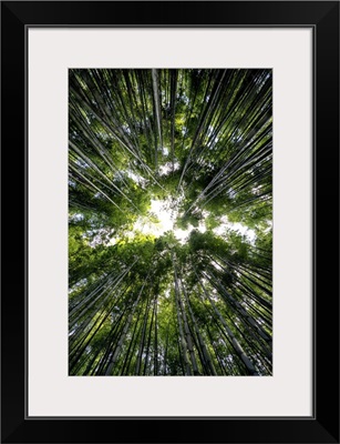 Japan Rising Sun Collection - Bamboo Forest