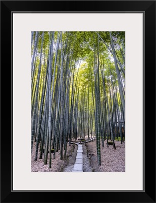 Japan Rising Sun Collection - Bamboo Forest Path