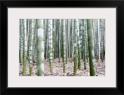 Japan Rising Sun Collection - Beautiful Bamboo Forest III