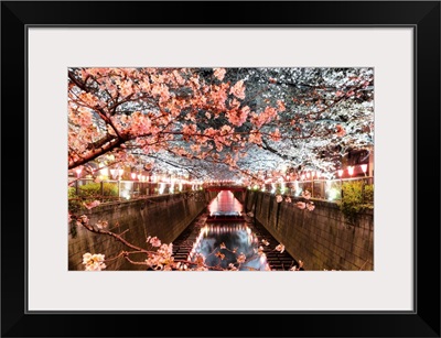 Japan Rising Sun Collection - Cherry Blossom at Meguro River