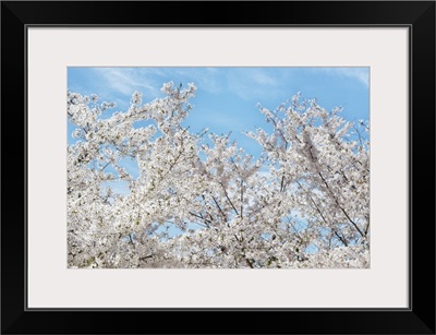 Japan Rising Sun Collection - Famous Cherry Blossom Trees