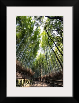 Japan Rising Sun Collection - Kyotos Bamboo Forest