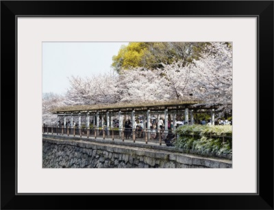Japan Rising Sun Collection - Sakura Cherry Blossoms