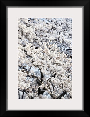 Japan Rising Sun Collection - Sakura Cherry Blossoms