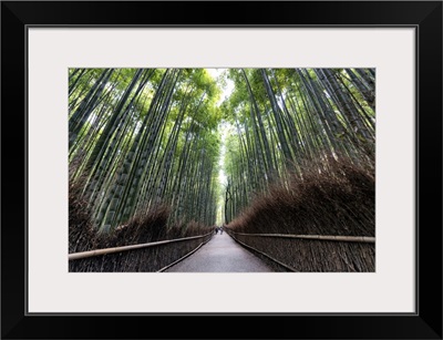 Japan Rising Sun Collection - The Bamboo Forest