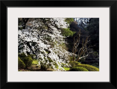 Japan Rising Sun Collection - White Sakura Blossom II