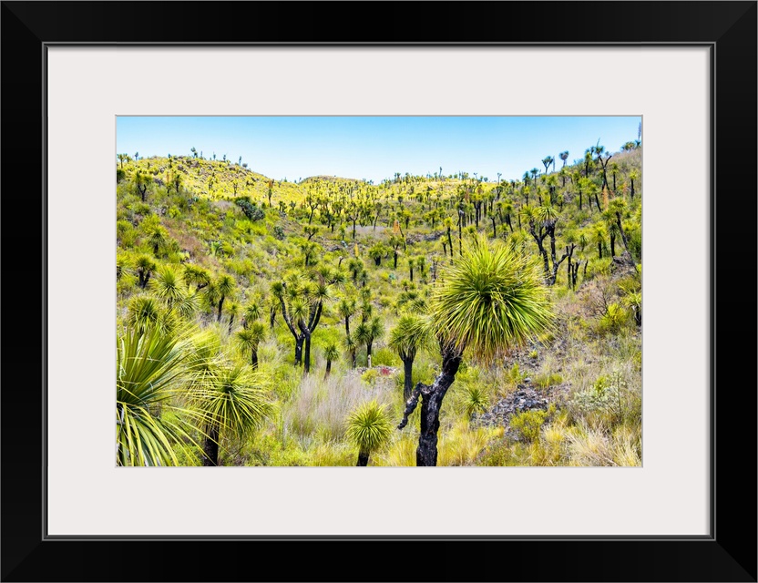 Landscape photograph of green vegetation in Mexico. From the Viva Mexico Collection.