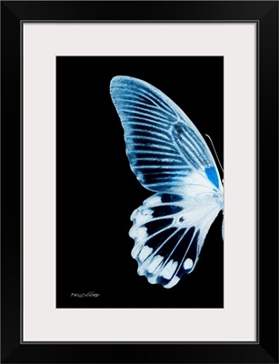 Miss Butterfly Agenor - X-Ray Left Black Edition