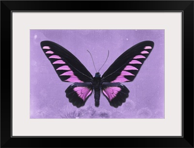Miss Butterfly Brookiana - Mauve