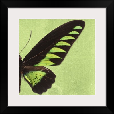 Miss Butterfly Brookiana Sq - Lime Green