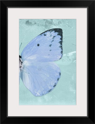 Miss Butterfly Catopsilia Profil - Turquoise