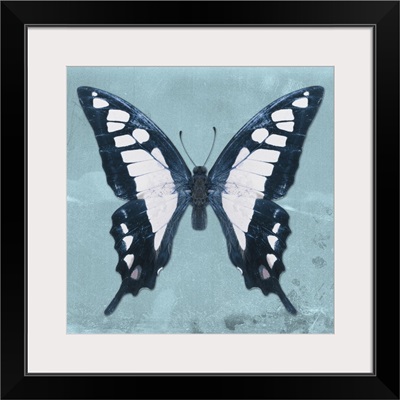 Miss Butterfly Cloanthus Sq - Turquoise